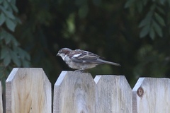 Passer domesticus