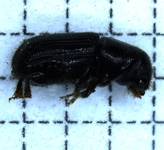 Dendroctonus frontalis