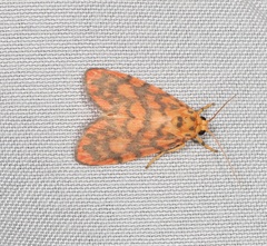 Miltochrista quadrilineata