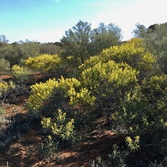Acacia hakeoides