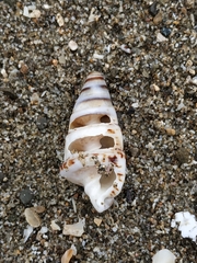 Rhinoclavis sinensis