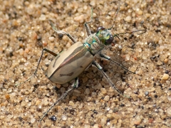 Cicindela limbata