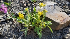 Senecio elmeri