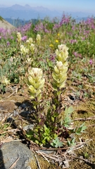 Castilleja parviflora albida