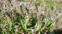 Salix cascadensis