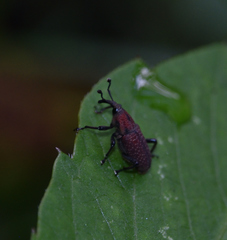 Rhodobaenus albopunctatus