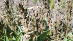 Salix cascadensis