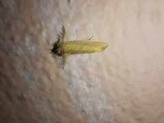 Artaxa