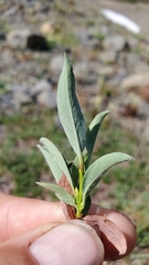 Salix cascadensis