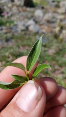 Salix cascadensis