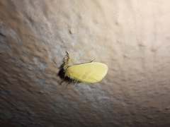 Artaxa