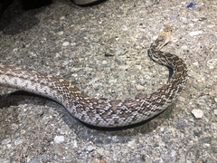 Pituophis catenifer affinis