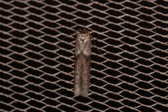 Blastobasis tanyptera