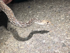 Pituophis catenifer affinis