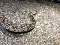 Pituophis catenifer affinis