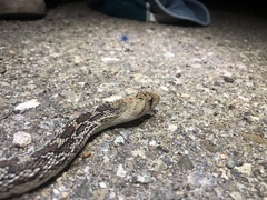 Pituophis catenifer affinis