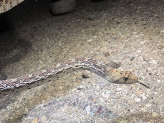Pituophis catenifer affinis
