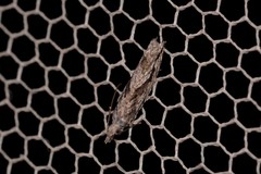 Holocola thalassinana