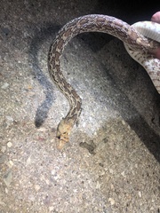 Pituophis catenifer affinis