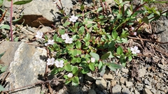 Epilobium clavatum