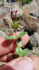 Epilobium clavatum