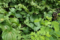 Dioscorea wallichii