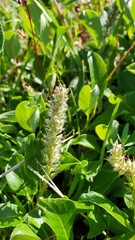 Salix petrophila
