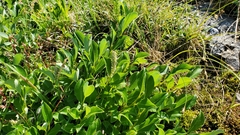Salix petrophila