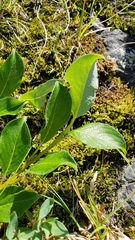 Salix petrophila