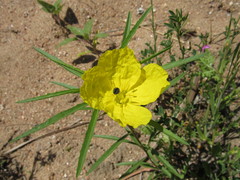 Calylophus