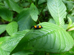Rhodobaenus augustinus