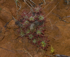 Drosera neocaledonica