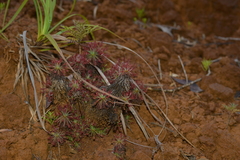 Drosera neocaledonica
