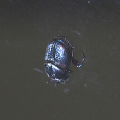 Onthophagus rectecornutus