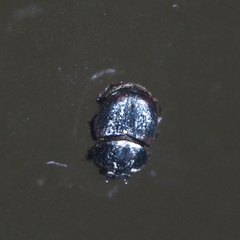Onthophagus rectecornutus