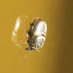 Onthophagus rectecornutus