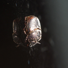 Onthophagus rectecornutus