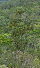 Agathis ovata