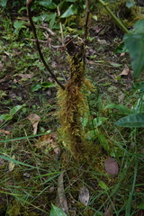 Hypnum plumaeforme