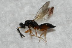 Eulophinae