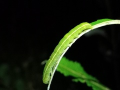 Scoliopteryx libatrix