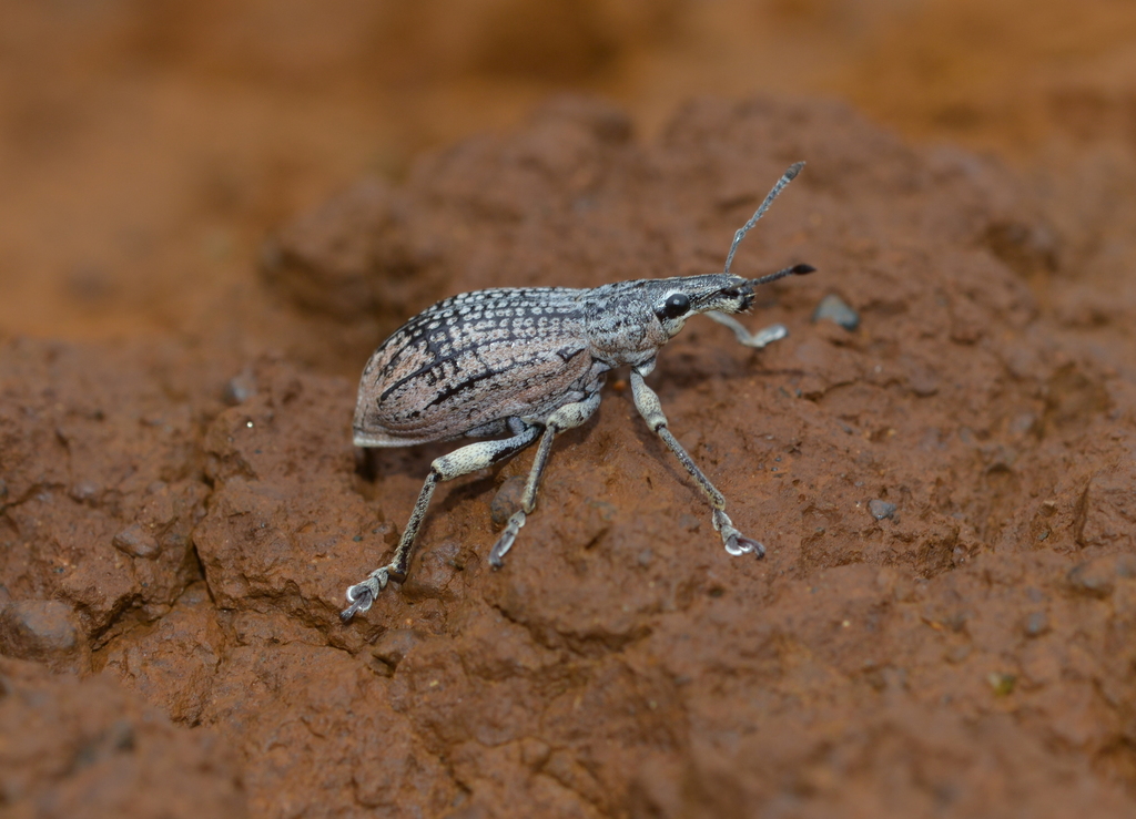 Elytrocallus chevrolati