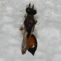 Eulophinae