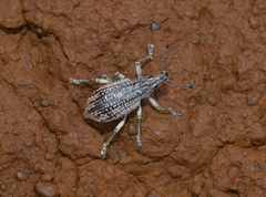 Elytrocallus chevrolati