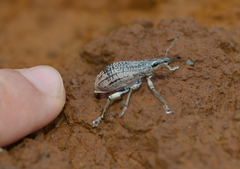 Elytrocallus chevrolati