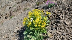 Senecio elmeri