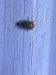 Clastoptera testacea