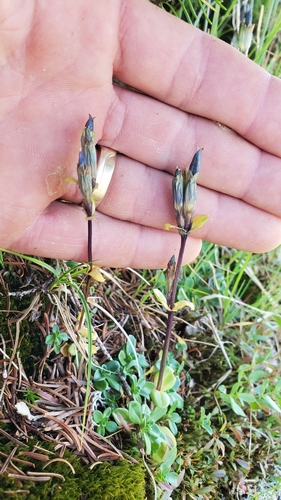 Gentiana glauca iNat (2)