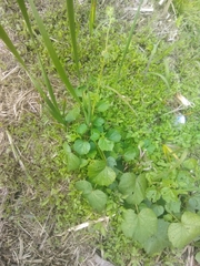 Hibiscus diversifolius diversifolius