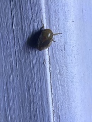 Clastoptera testacea